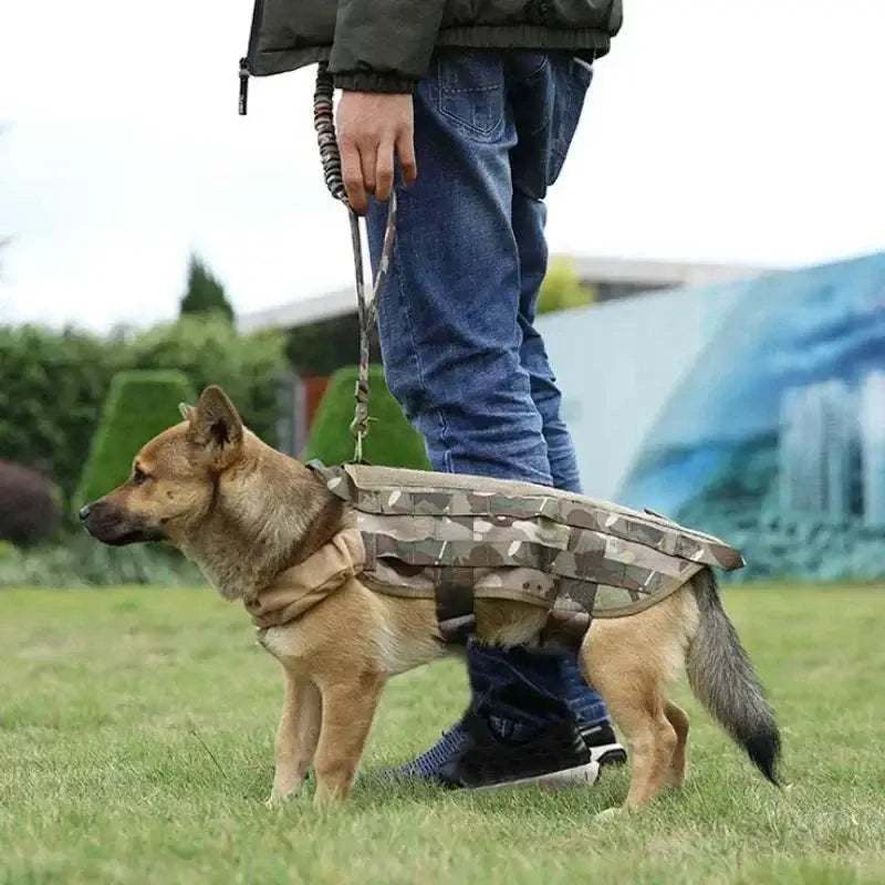 chien avec le harnais militaire