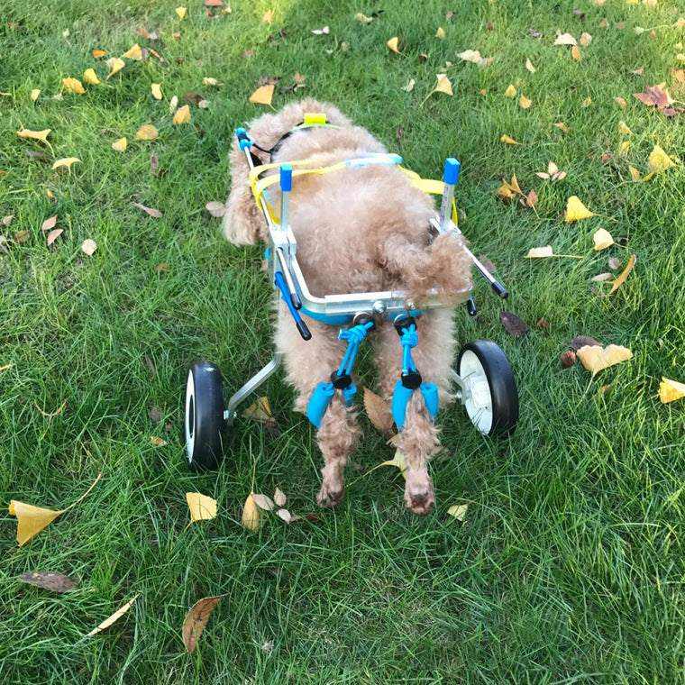 Chien en fauteuil roulant pour animaux - confort et autonomie au quotidien