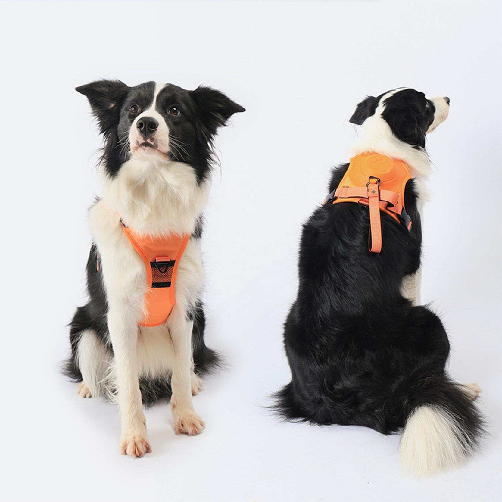 Harnais avec Laisse Rétractable 2 en 1 | Confort & Sécurité| Chiens