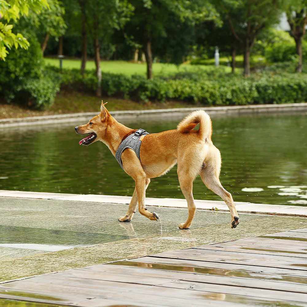 Harnais pour Chien INSTACHEW PETKIT Air Pro - Confort et Sécurité