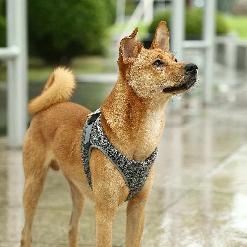 Harnais pour Chien INSTACHEW PETKIT Air Pro - Confort et Sécurité