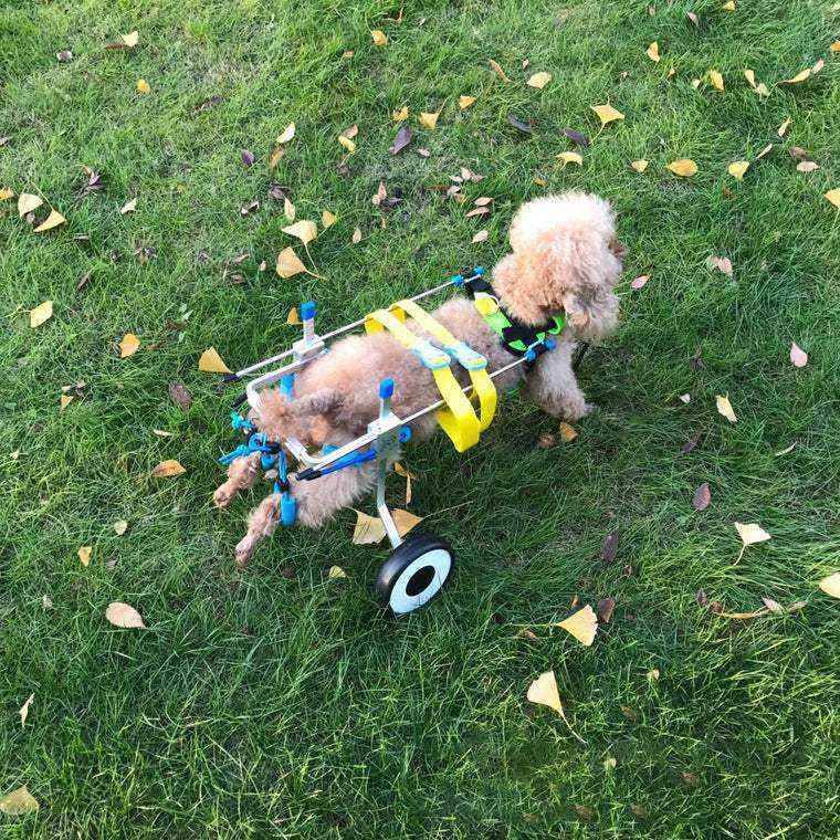 Chien utilisant un fauteuil roulant pour animaux - liberté retrouvée et soutien arrière
