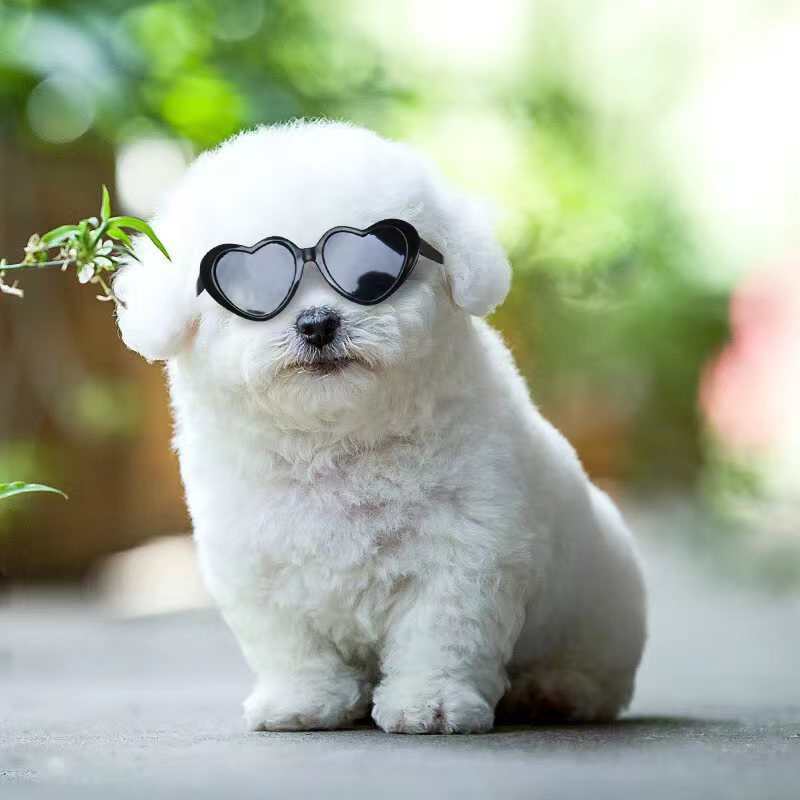 Lunettes de Soleil pour Chats ou chiots | Style et Fun pour Animaux
