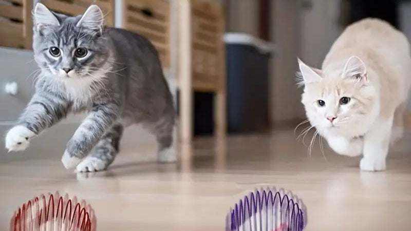 Balles de Jouet - Jouets Interactifs pour Chatons Colorés