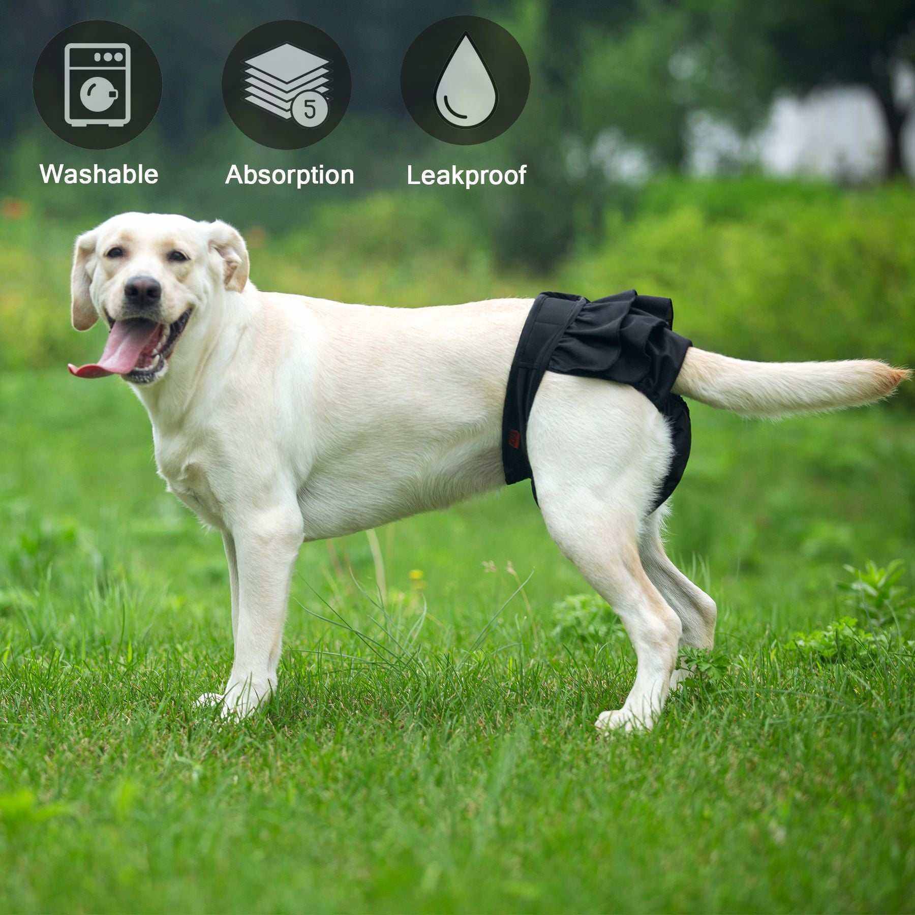 Ceinture physiologique pour animaux | Confort, hygiène & élégance