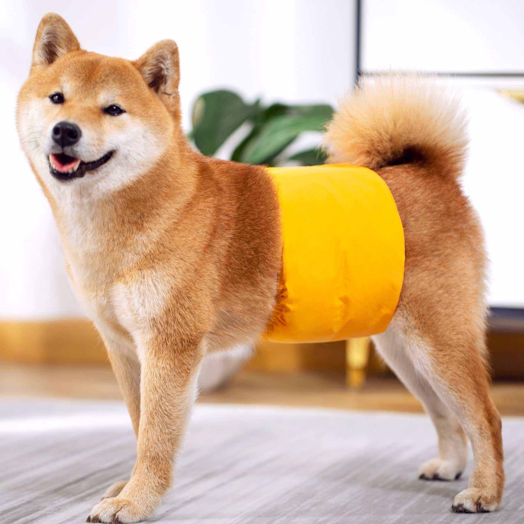 Ceinture physiologique pour chiens | Confort, propreté & protection