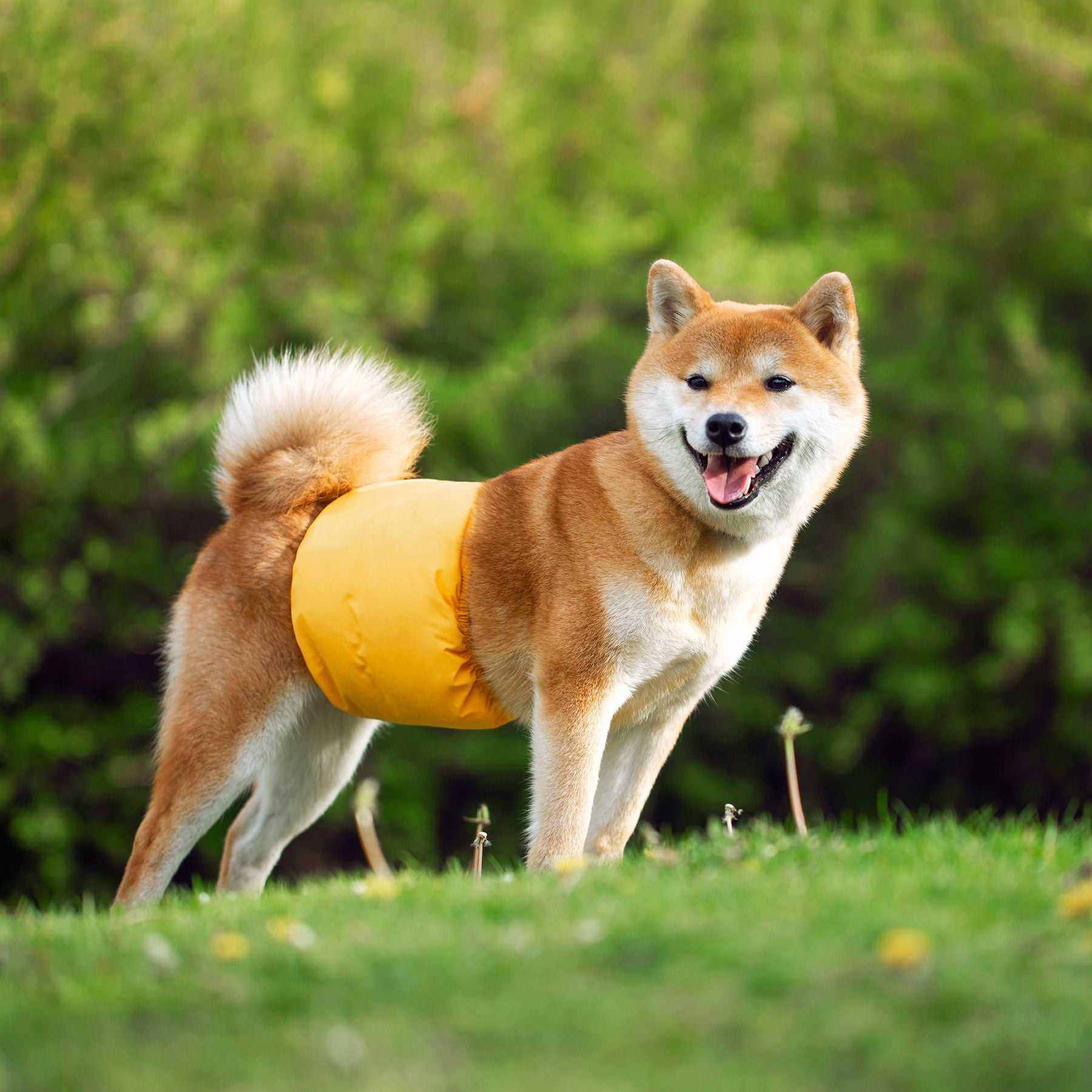 Ceinture physiologique pour chiens | Confort, propreté & protection