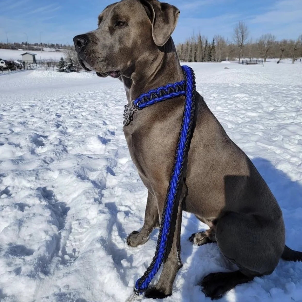 Colliers et Laisses en Nylon Tressé | Luxe et Résistance pour Chiens