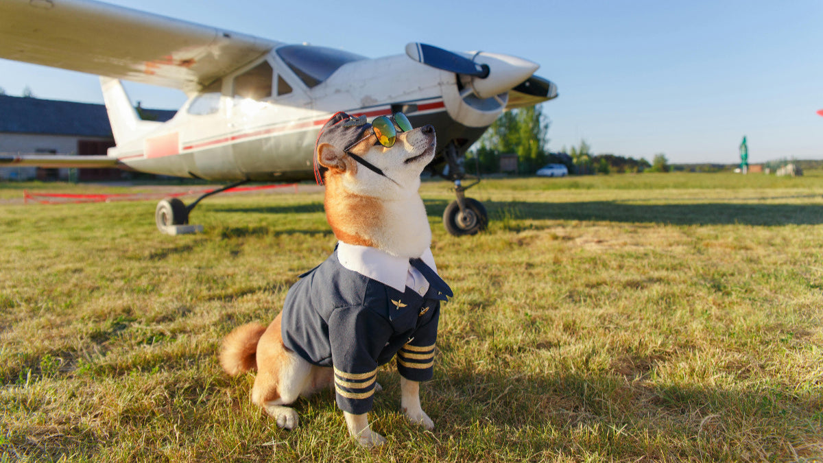 Avion en arrière plan et chien habillé en pilote