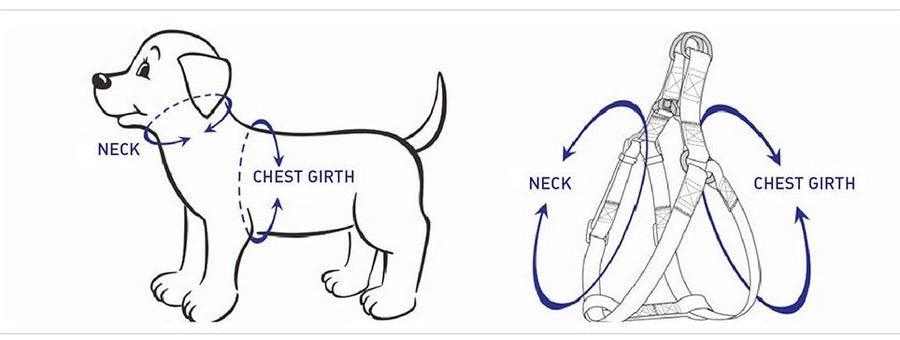 Kit de marche complet pour chiens | Guide pour mesurer le chien