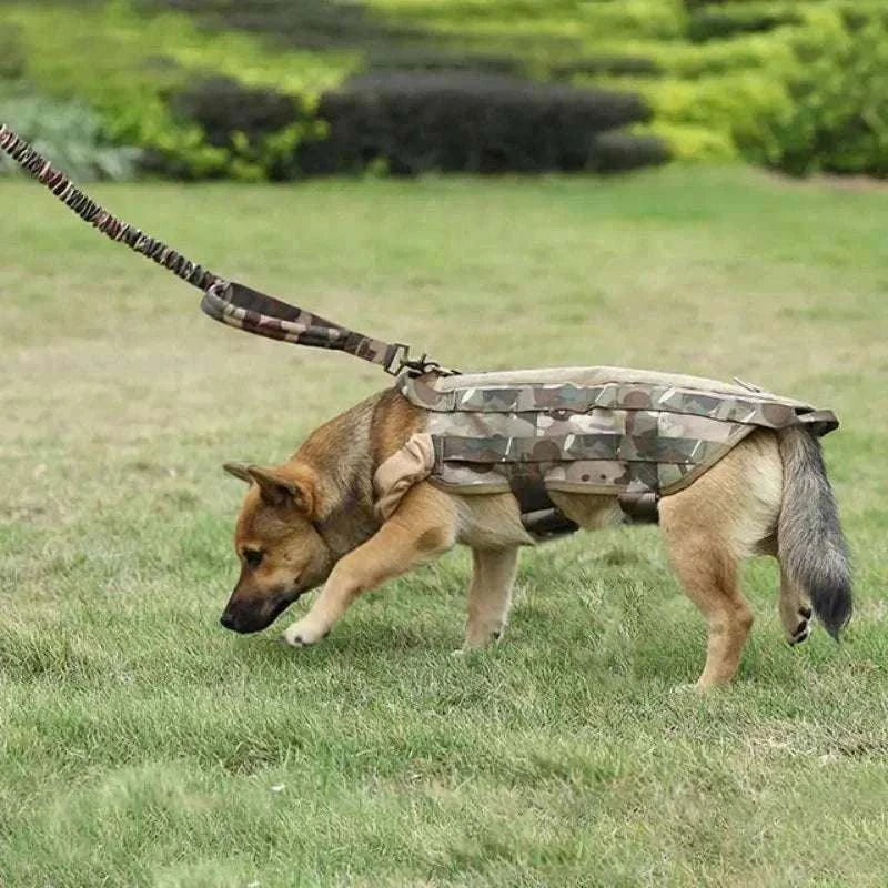 chien avec laisse tactique en nylon camouflage sur herbe pour entraînement et chasse