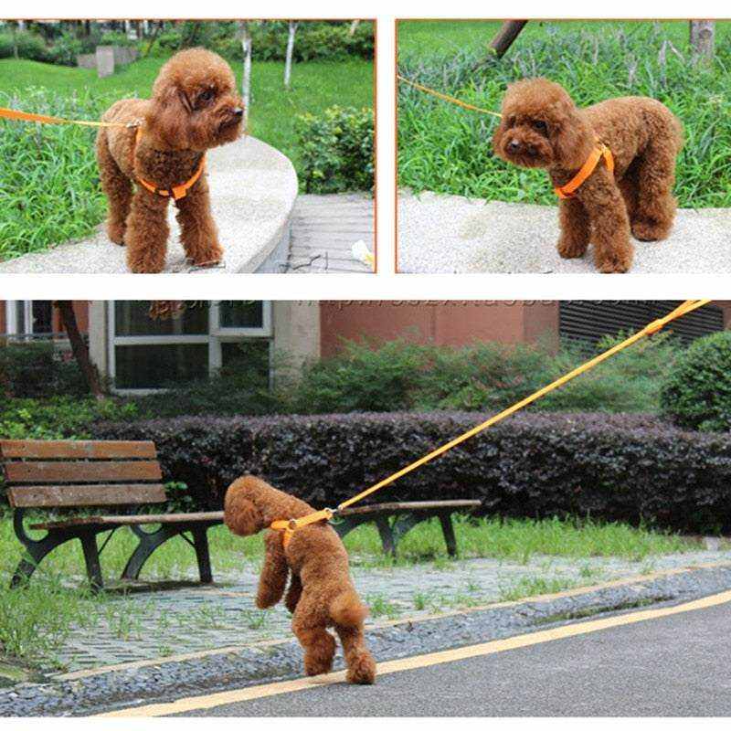 Harnais Lumineux à LED pour Chiens et Chats - Visibilité, Sécurité & Confort - Entre Chat et Chien