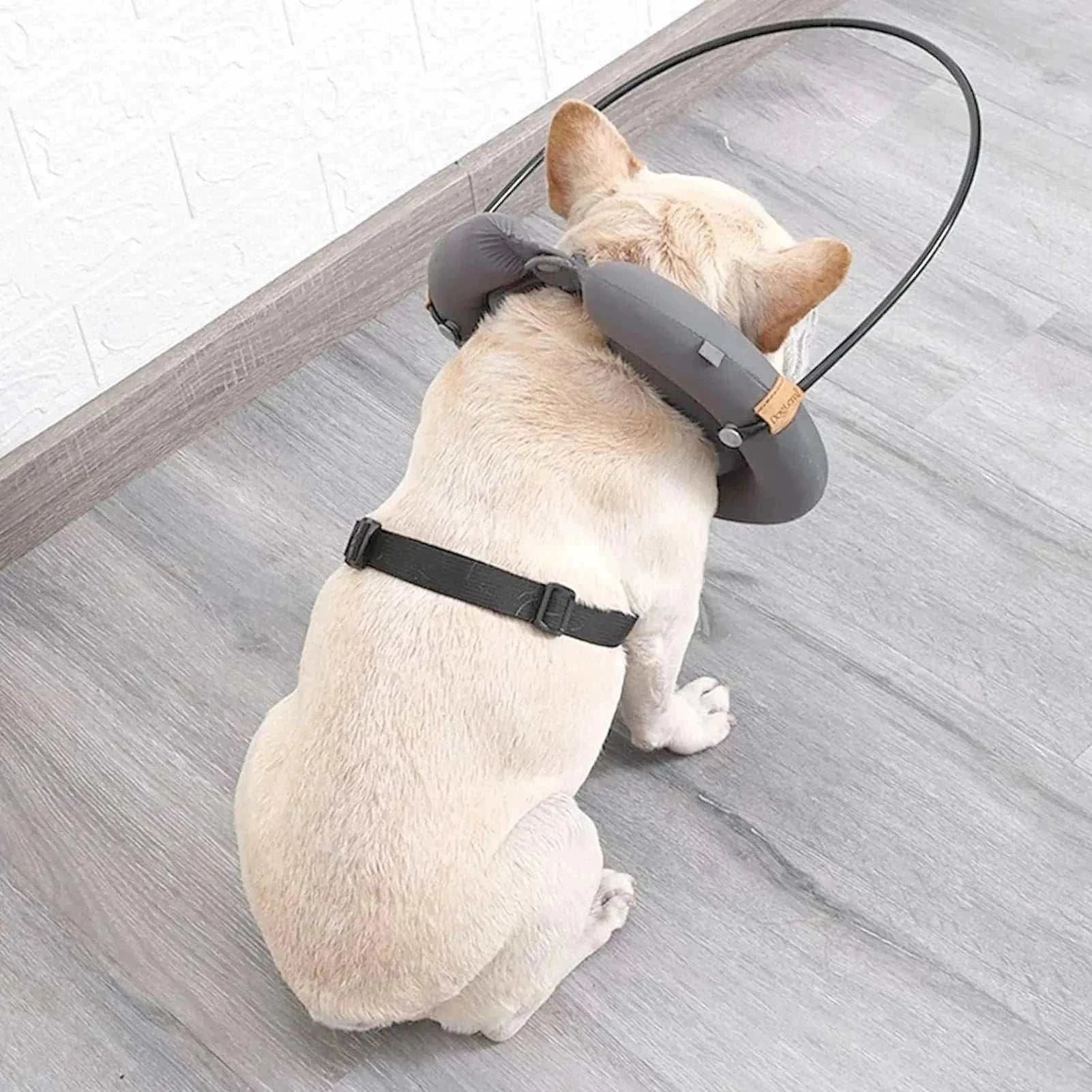 Chien portant un harnais protecteur noir avec collier guide anti-collision pour chiens aveugles, position assise sur sol intérieur.