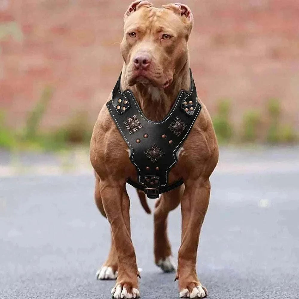 Chien portant un harnais noir en cuir véritable robuste avec rivets métalliques pour dressage et promenade.