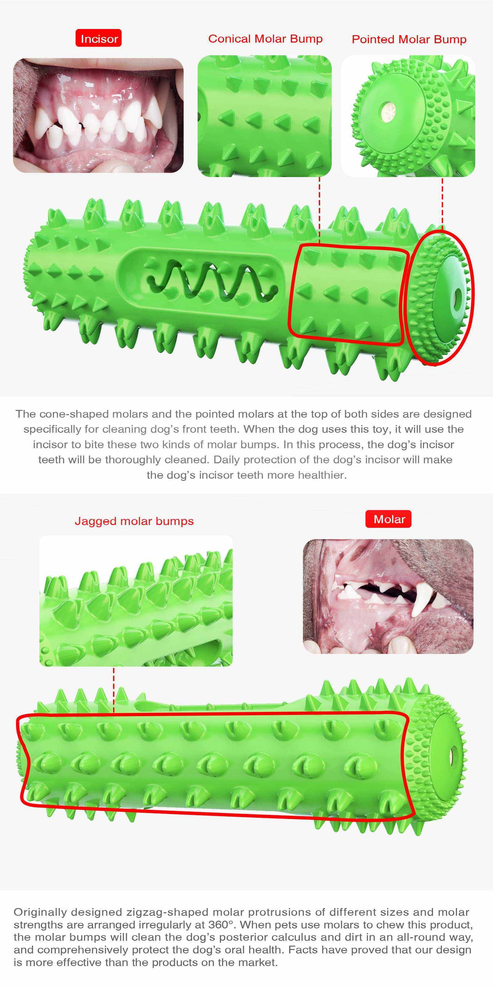 jouet vocal vert pour chien avec picots nettoyants pour hygiène dentaire et stimulation sonore