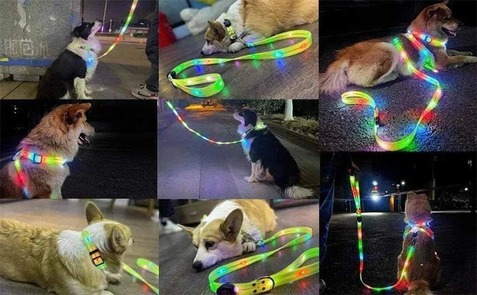 Collier et laisse LED multicolores pour chiens, visibles la nuit, imperméables et rechargeables par USB.