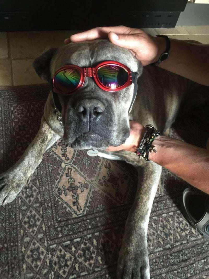 Lunettes de Soleil pour chiens & chats | Protection UV & style tendance