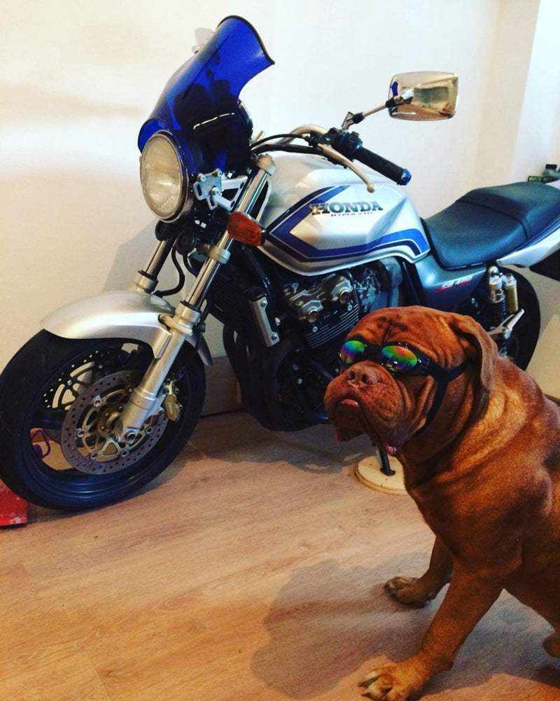 Lunettes de Soleil pour chiens & chats | Protection UV & style tendance