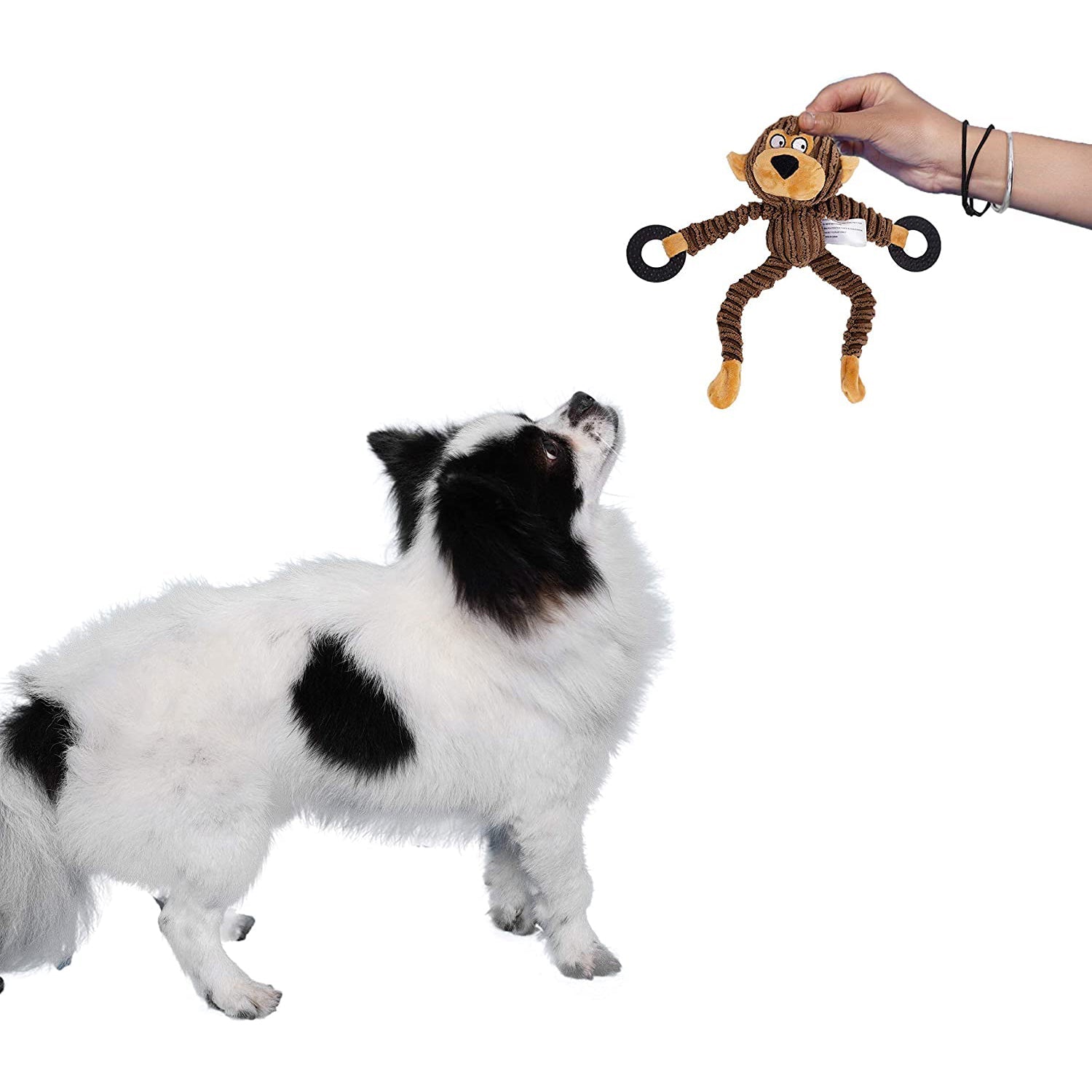 Peluche Squeaky pour Chiens ou Chats | Jouets Interactifs | Dentition