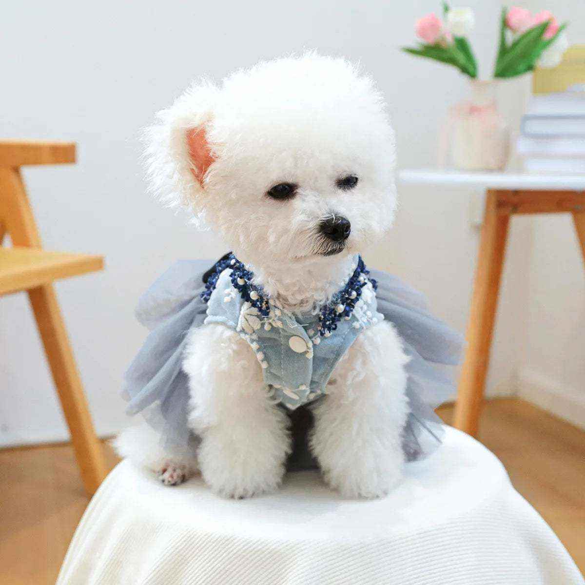 Petit chien blanc en robe de luxe bleue avec tulle et détails floraux assis sur une chaise intérieure élégante