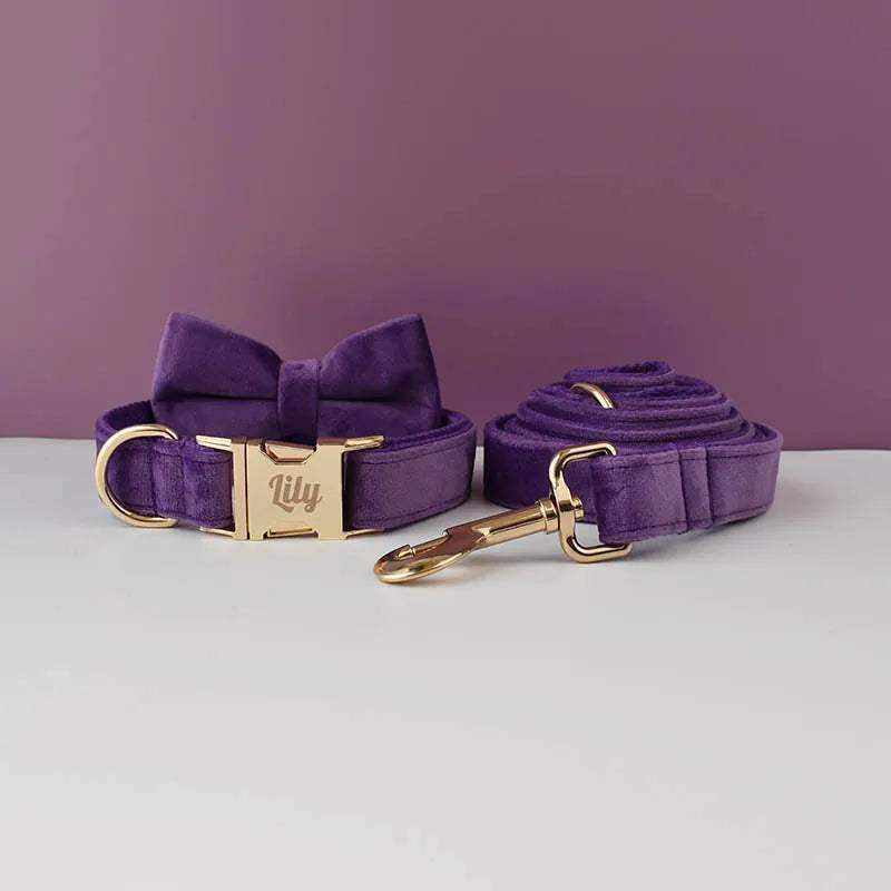 collier en velours violet personnalisable avec gravure et laisse assortie pour chien moyen et grand taille sécurité confort élégant