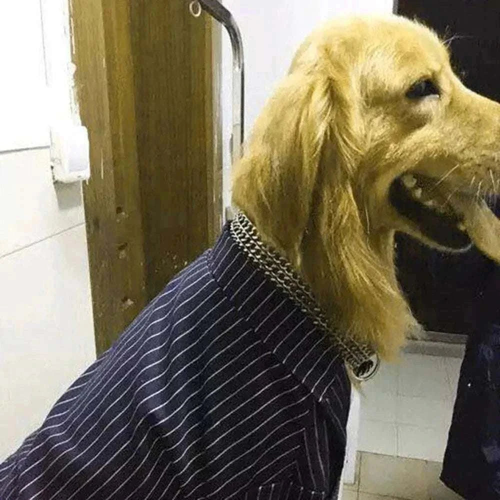 Chien portant un collier métal triple rangée maillons cubains robuste et réglable, style élégant et performant anti-mastication