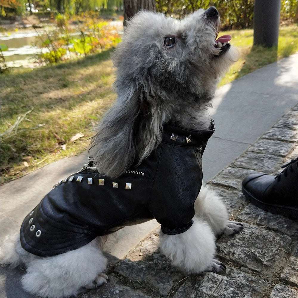 Veste d’hiver pour chiens | Style cuir chic et protection optimale