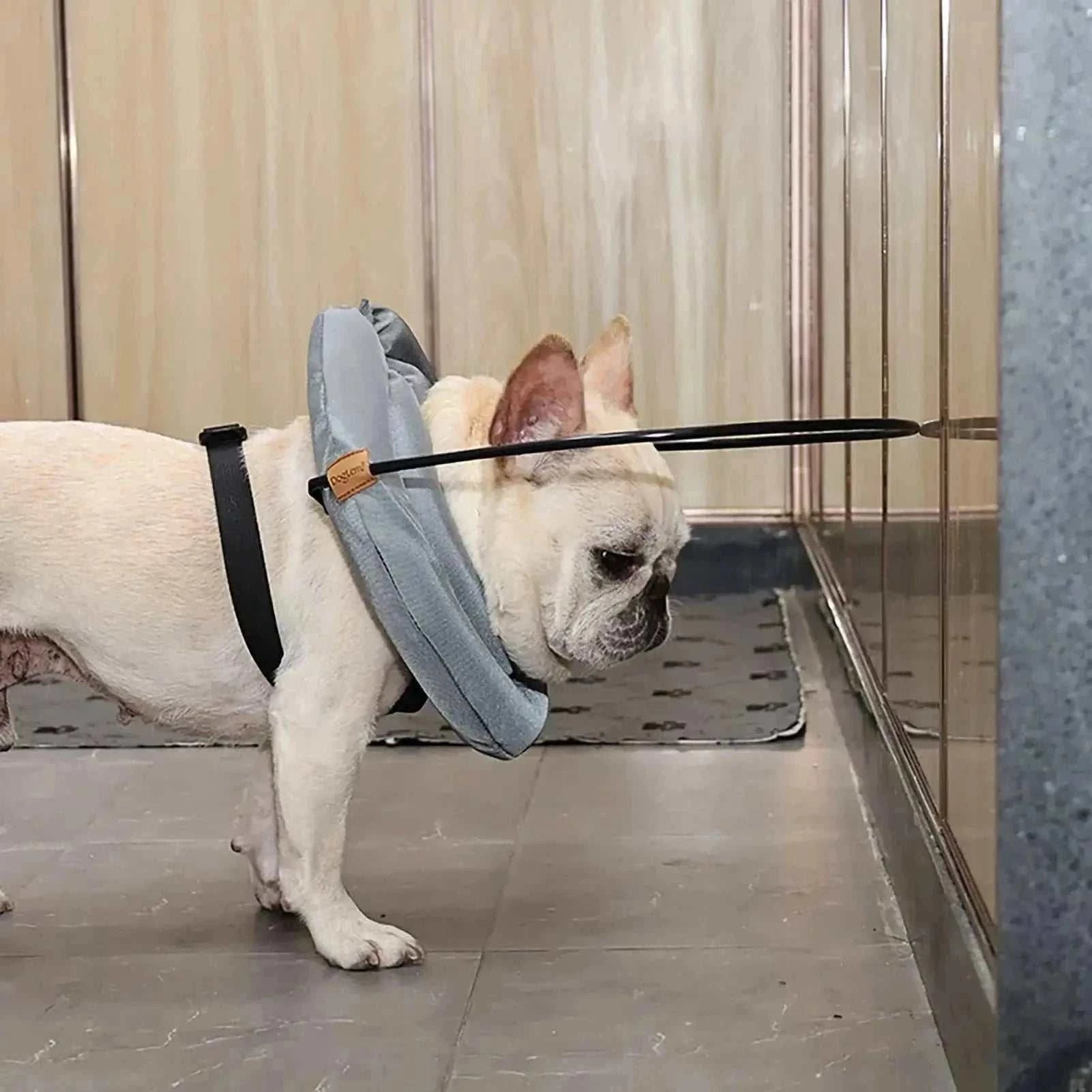 Chien portant un harnais protecteur avec collier guide anti-collision réglable et réfléchissant pour chiens aveugles.