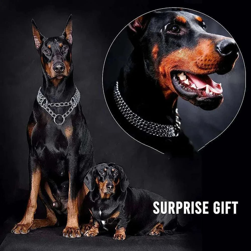 Chien Doberman portant un collier métal triple rangée anti-mastication robuste et élégant, avec un chien teckel noir à ses côtés sur fond noir
