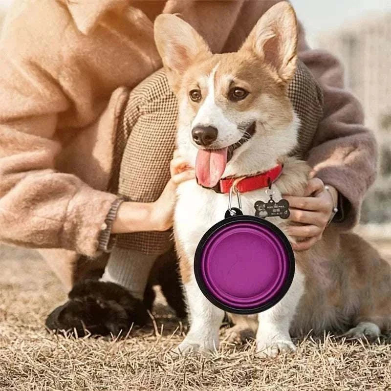 chien avec bol pliable violet en silicone accroché au collier en extérieur