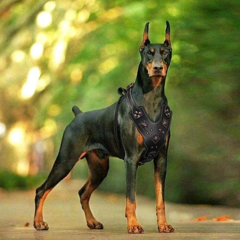 Chien Doberman porte un harnais noir en cuir véritable robuste avec rivets et boucles métalliques dans un environnement extérieur flou.
