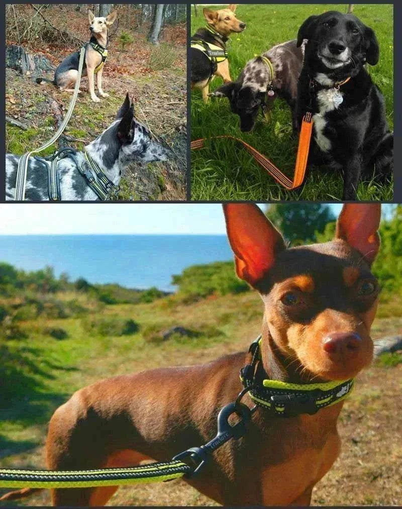 Laisse chien Truelove 110 cm rembourrée en nylon avec coutures réfléchissantes 3M, durable et confortable pour promenade sécurisée.