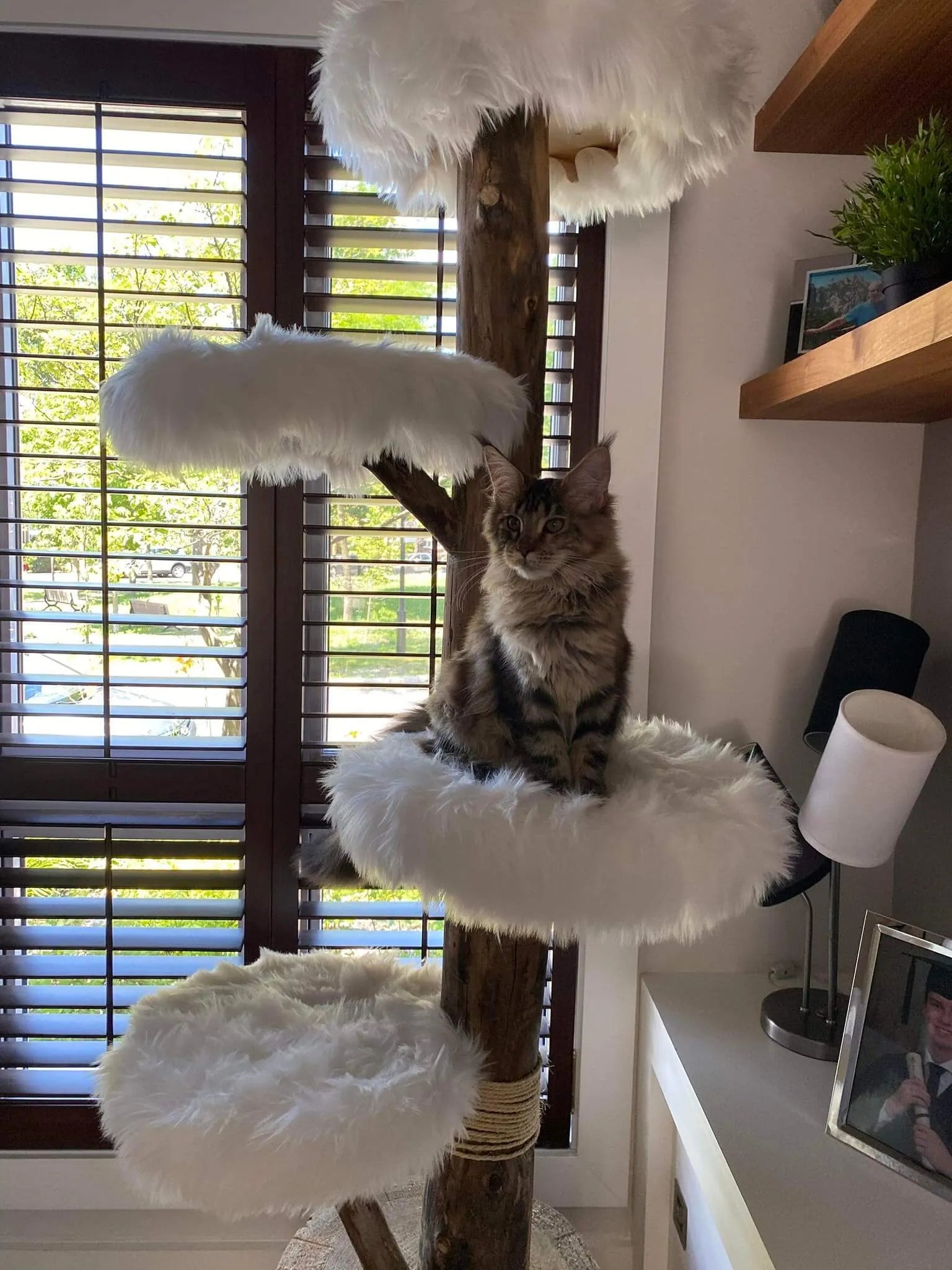 Handcrafted Natural Wood Cat Trees | Elegance & Durable Comfort