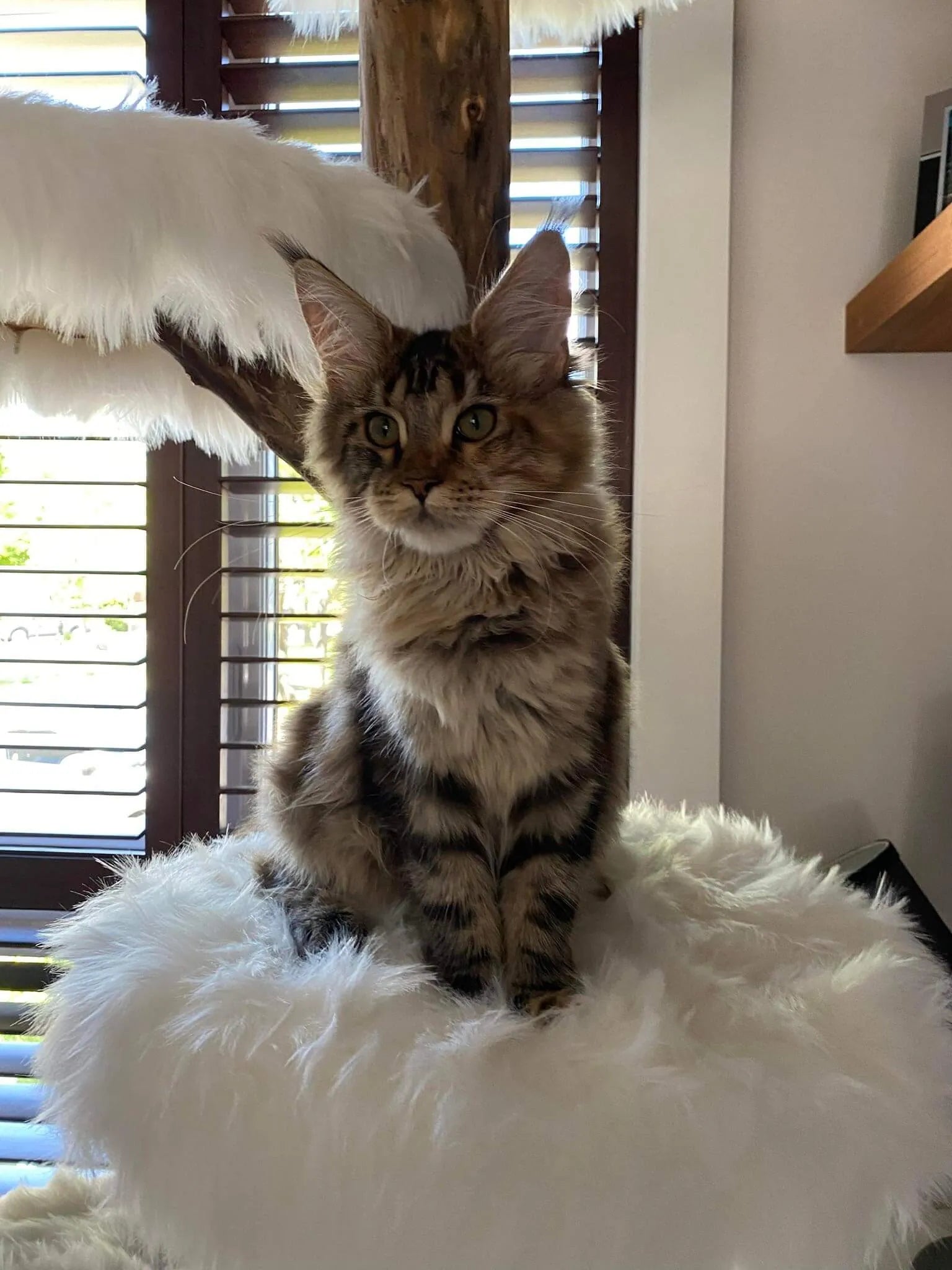 Handcrafted Natural Wood Cat Trees | Elegance & Durable Comfort