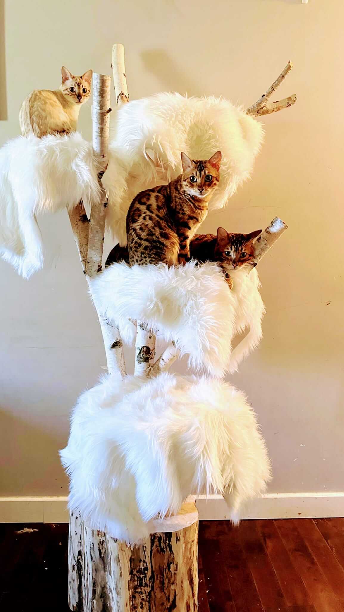 Trois chats Bengal sur arbre à chat artisanal en bouleau blanc avec fourrure blanche luxueuse - Création Talie Québec