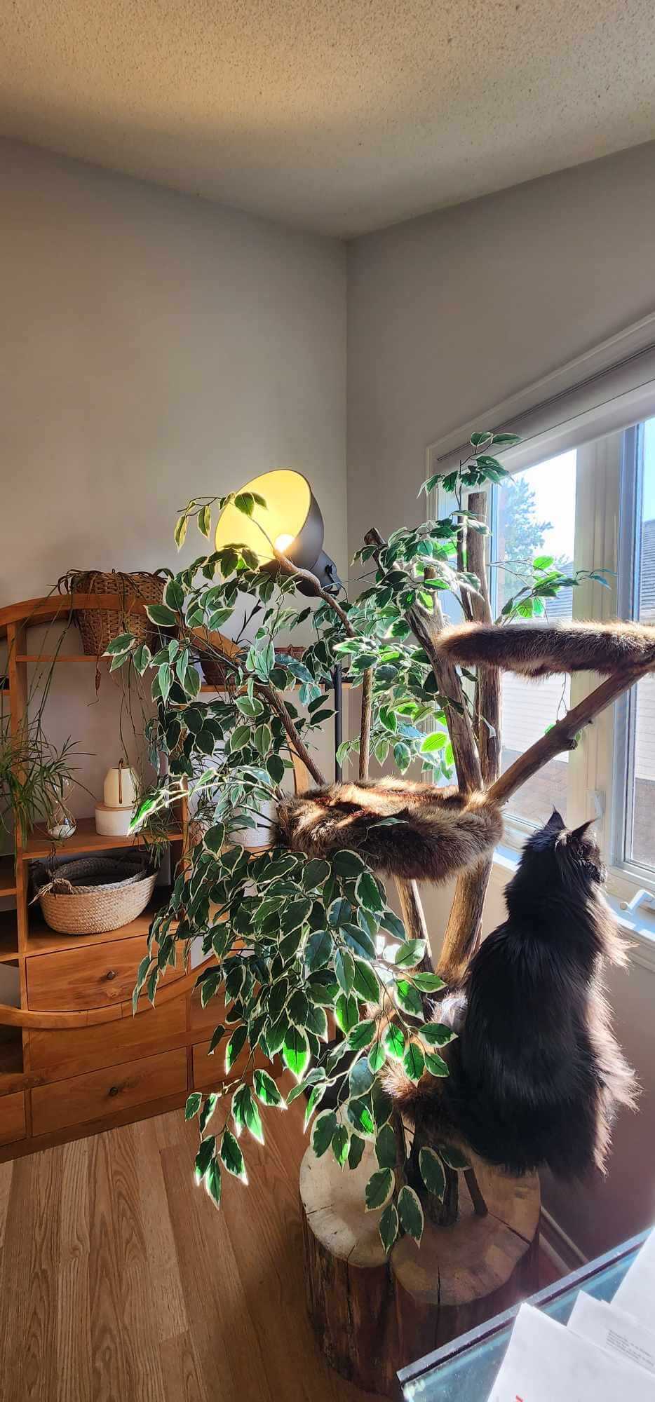 Arbre à chat unique avec feuillage artificiel intégré - Chat noir près de fenêtre - Création originale Talie