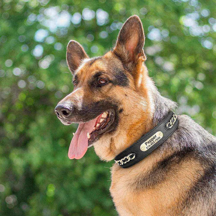 Collier en Cuir Personnalisé | Plaque d’Identification Gravée pour Chiens