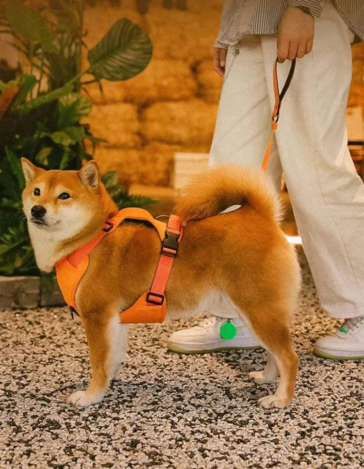 Harnais réglable avec laisse rétractable - accessoire pratique pour promener son chien