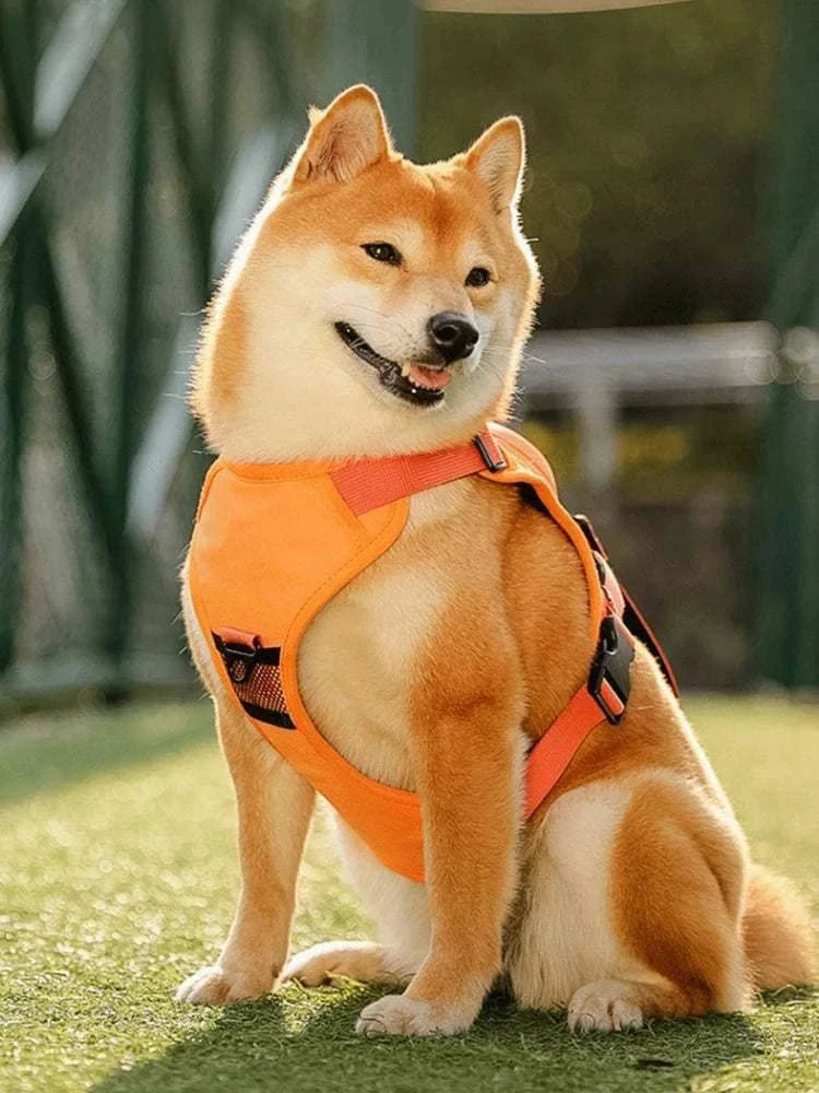 Harnais avec laisse rétractable pour chien - vue complète du système d'attache et de sécurité