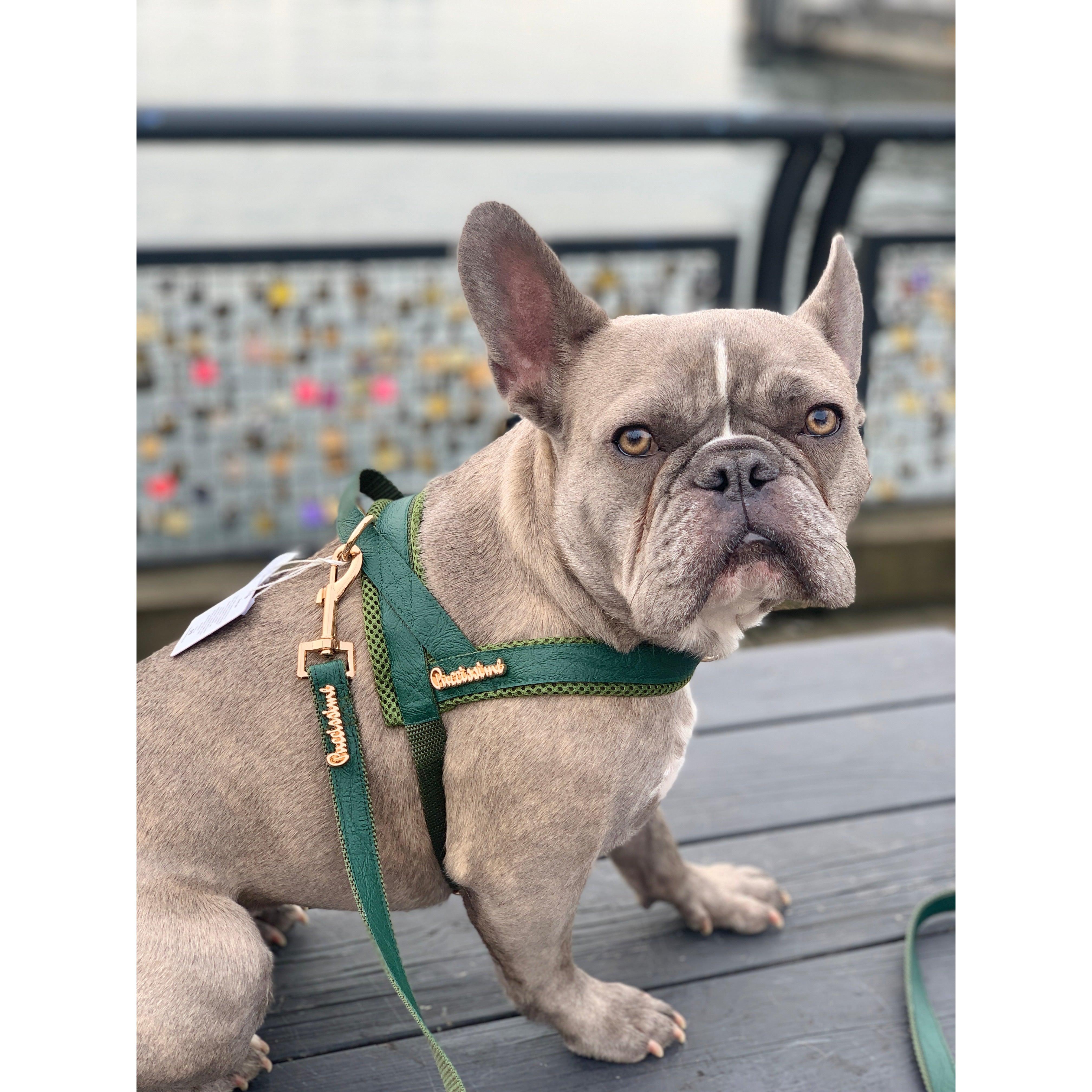 Harnais vue sur chien avec laisse, Jade