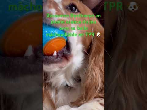 Chien Beethoven qui mâche une balle machouillable en TPR résistante pour chien - jouet durable, hygiénique et sécuritaire disponible chez Entre Chat et Chien.