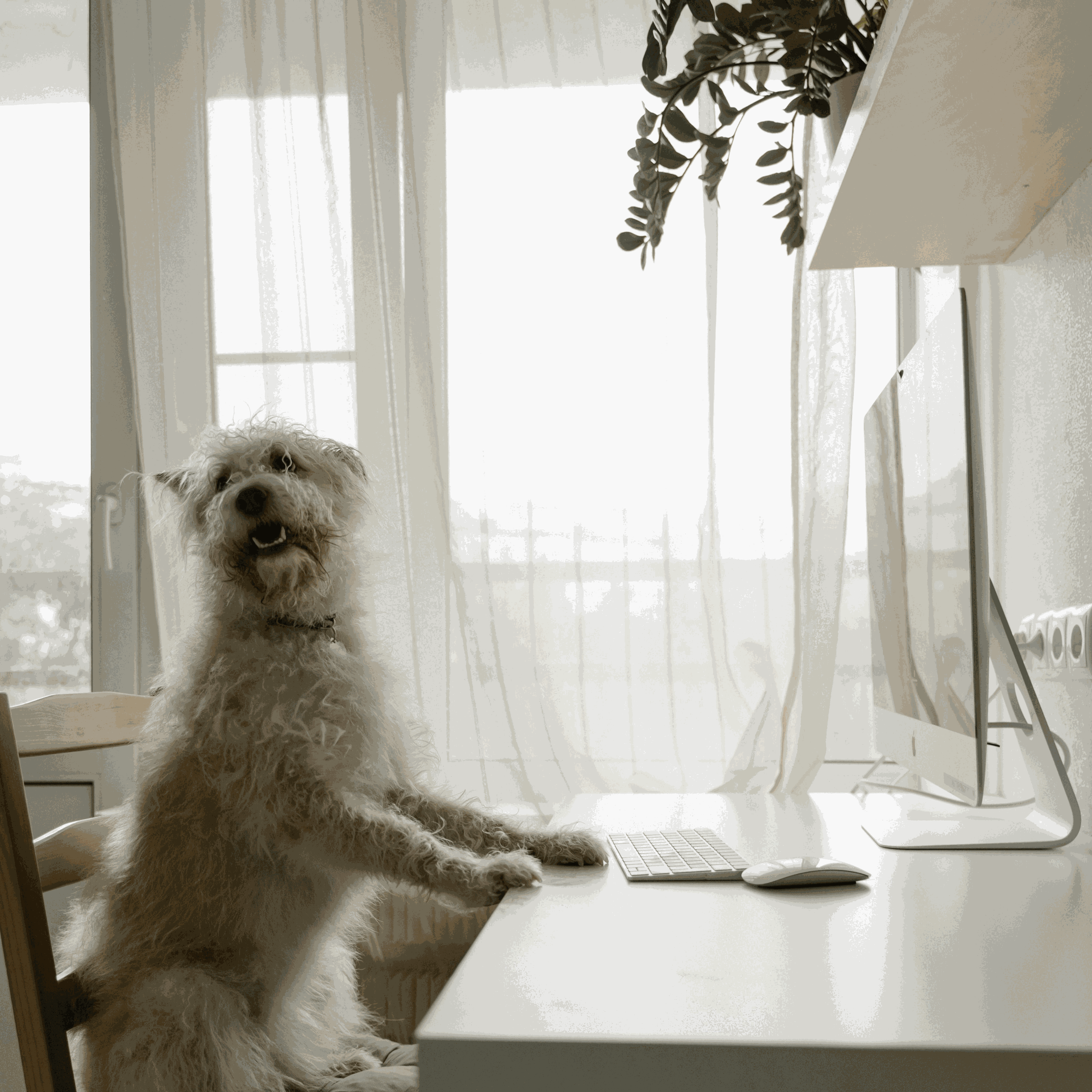 Chien assis devant un ordinateur, illustrant la recherche d’informations sur les différents types de poils chez le chien et les conseils de toilettage adaptés.