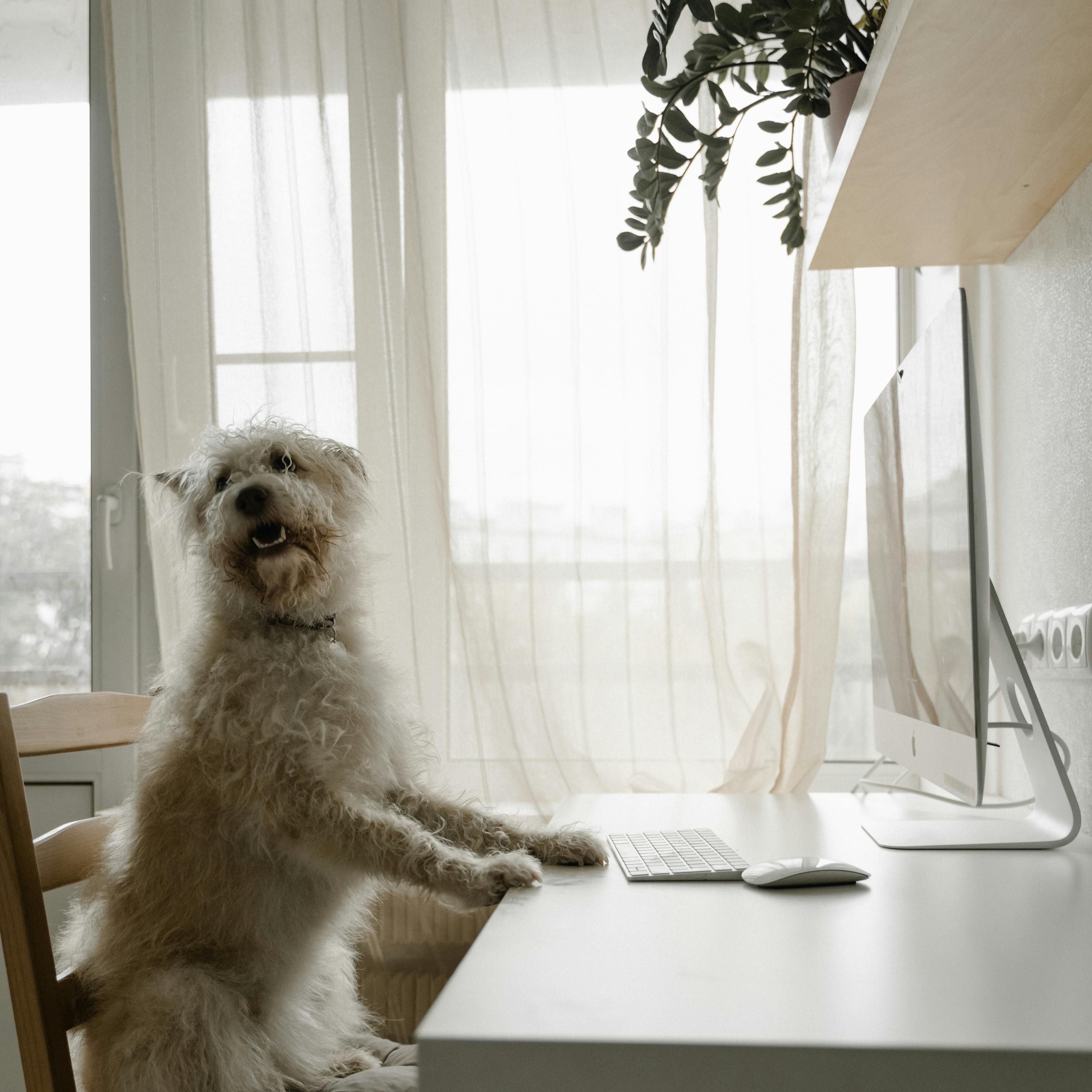 Les Différents Types de Poils Chez le Chien et les Races Associées