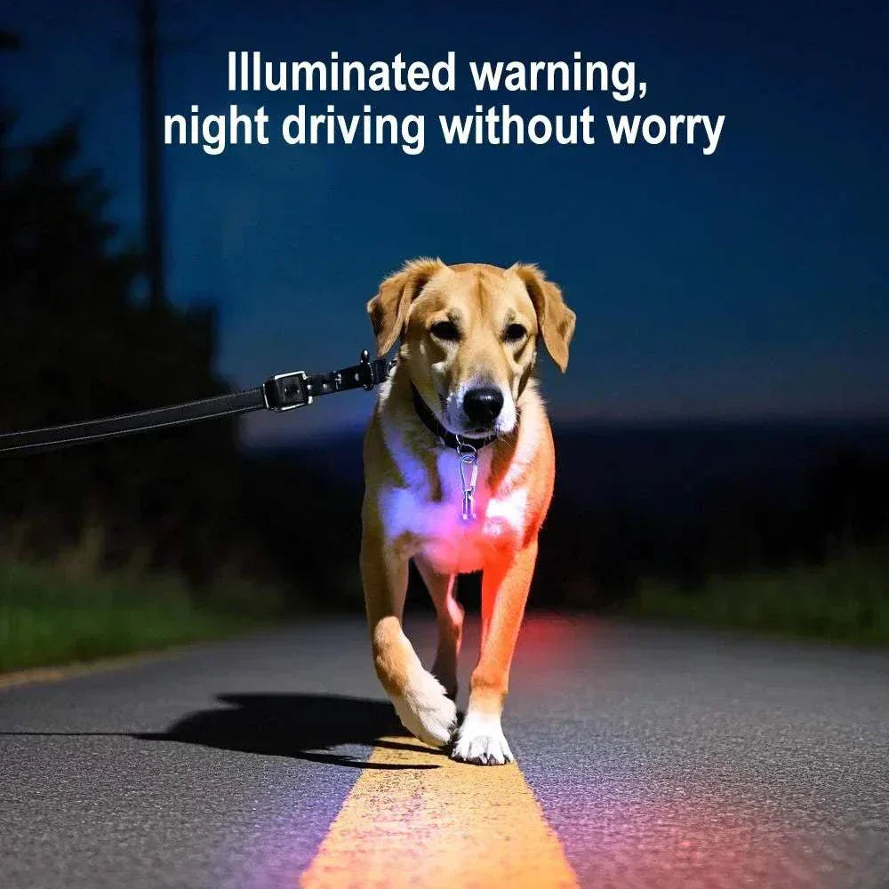 Un chien qui marche la nuit avec une médaille lumière DEL 