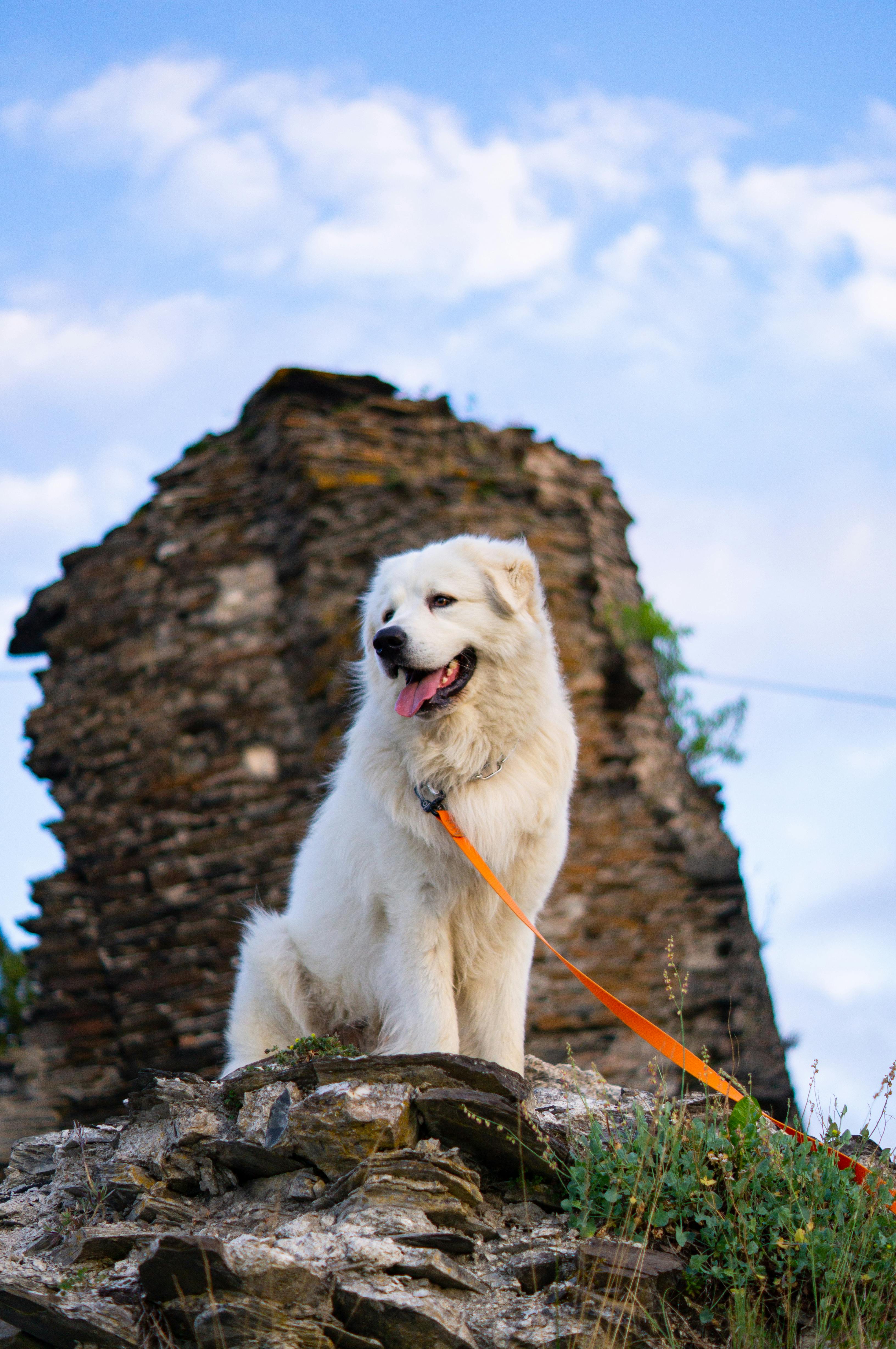 Chien, avec laisse orange 