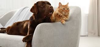 Chien et chat allongé sur un canapé avec des poils visibles, illustrant les solutions pour éliminer les poils d’animaux dans la maison.