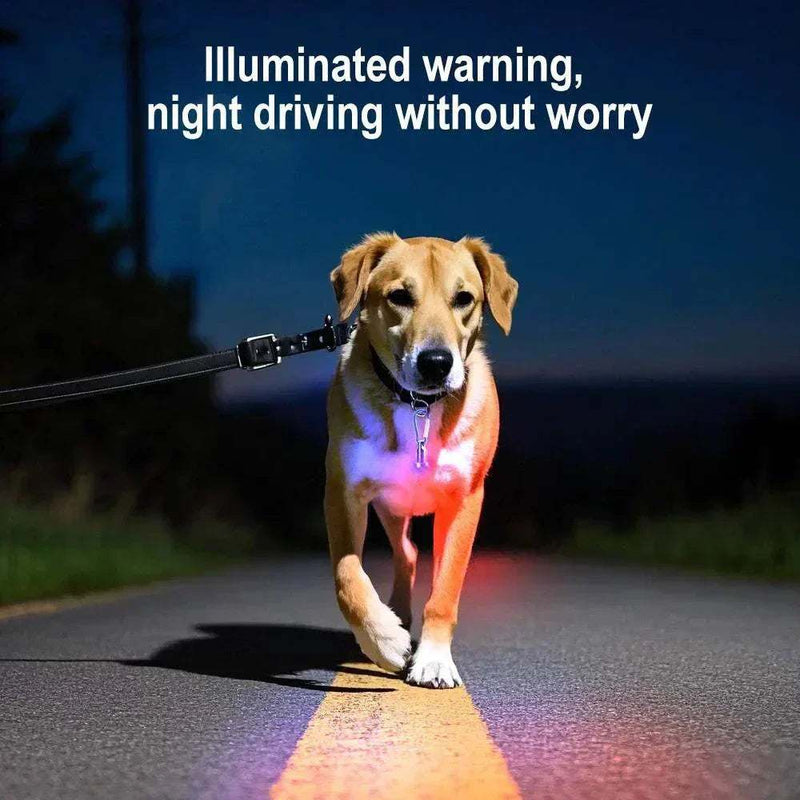 Un chien qui marche la nuit avec une médaille lumière DEL assurant la sécurité pour les promenades