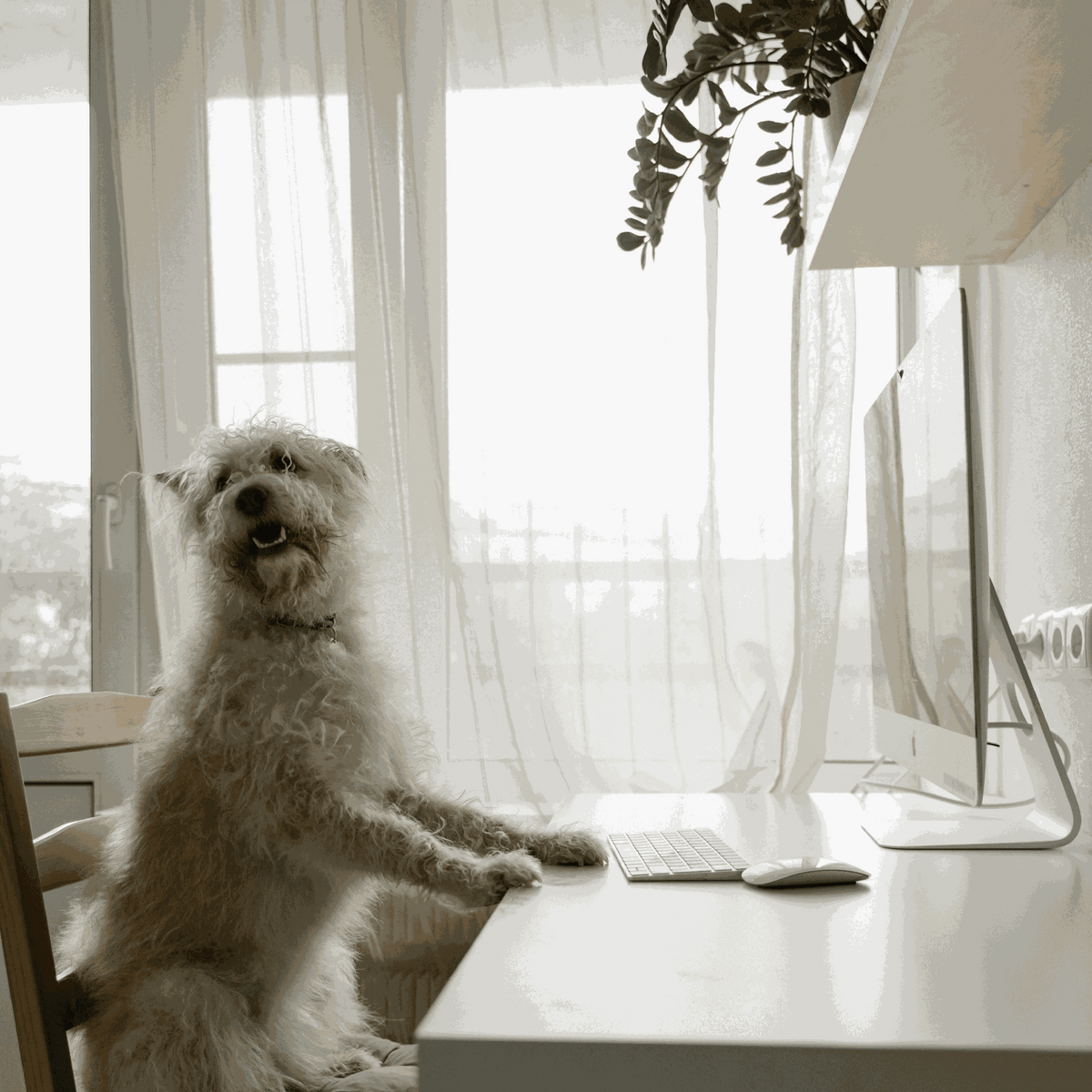 Types de Poils chez le Chien : Guide Complet + Races Associées & Conseils de Toilettage