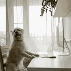 Types de Poils chez le Chien : Guide Complet + Races Associées & Conseils de Toilettage