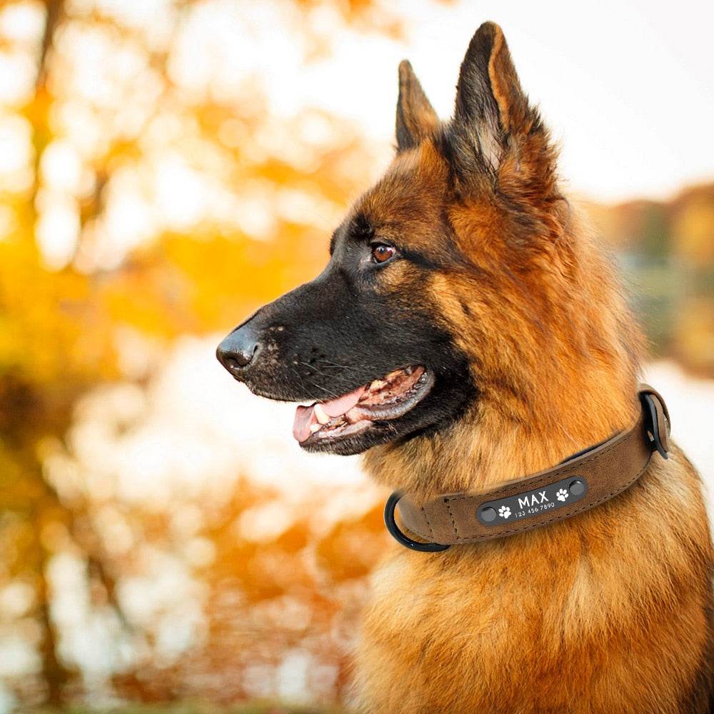 Colliers personnalisés en cuir pour chiens de toutes tailles et races